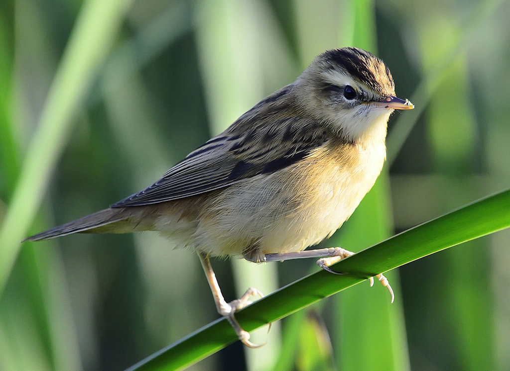 Вертлявая камышевка